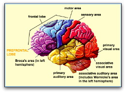brain structure