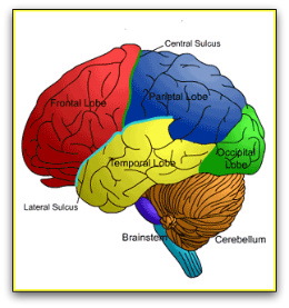 brain lobes